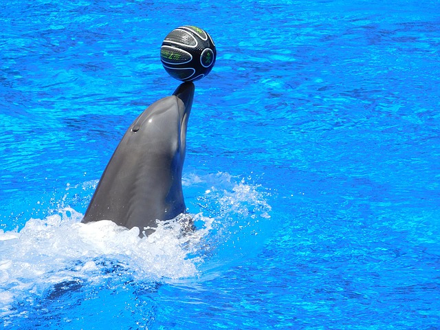 Das Delphinarium bietet die Möglichkeit, mit Delfinen zu schwimmen